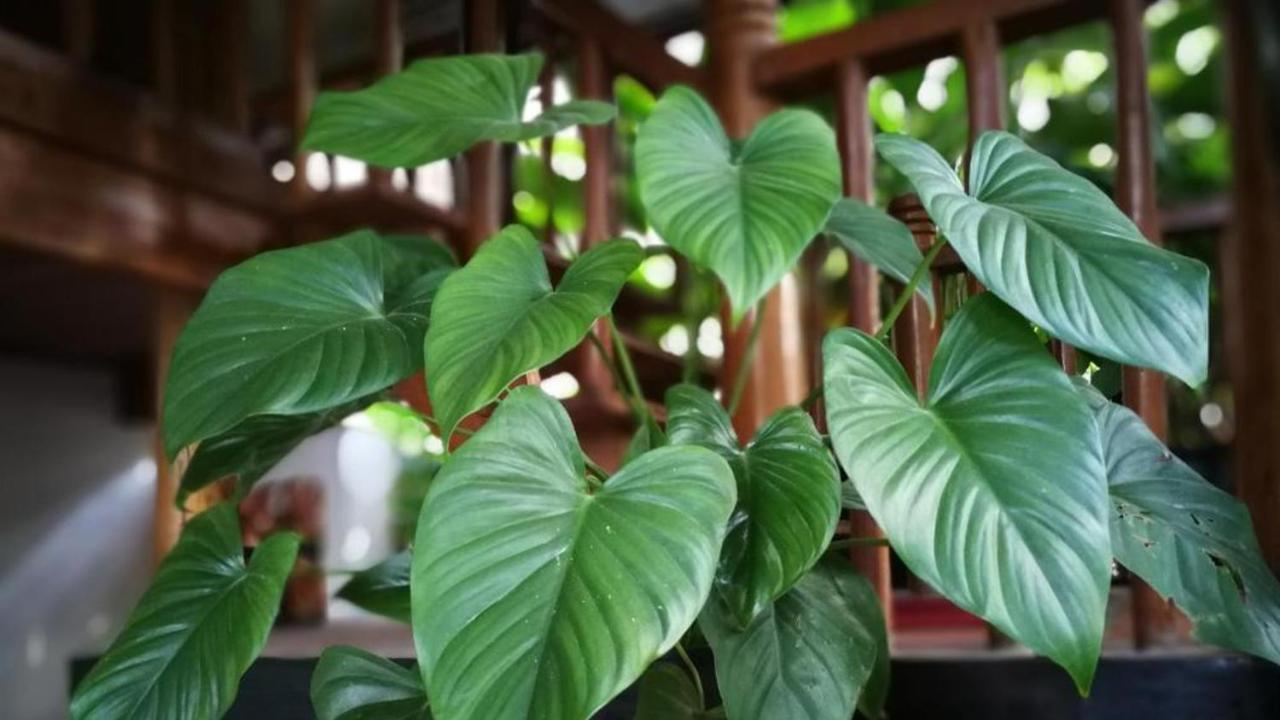 Maison Model D'Angkor Sziemreap Kültér fotó
